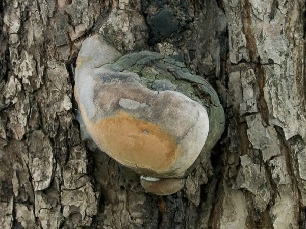  Si un champignon d'amadou apparaît sur le tronc du pommier, il doit être retiré.