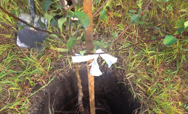  Lors de la plantation de plants de poirier à la mémoire de Yakovlev, faites attention à l'emplacement du collet: il devrait se situer à 5 ou 6 cm du sol.