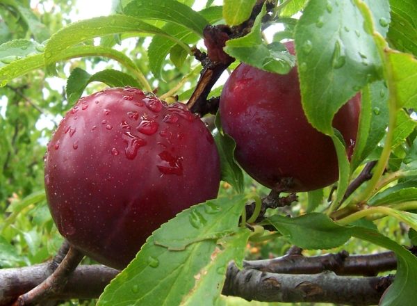  Variété de prune: description et spécifications, plantation et entretien.