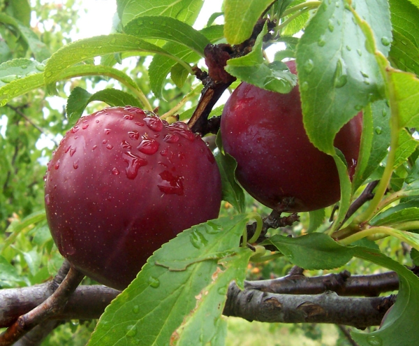  Variété de prune: description et spécifications, plantation et entretien.