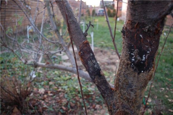  Ecrevisse noire sur le tronc d'un pommier