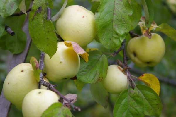  Les pommes de la variété Antonovka sont récoltées pour être entreposées fin septembre et début octobre.