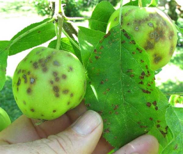  Signes de cancer noir sur les fruits et les feuilles du pommier
