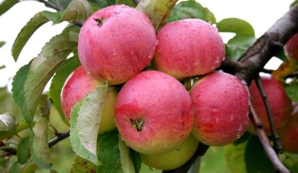  Pommes de la variété Borovinka