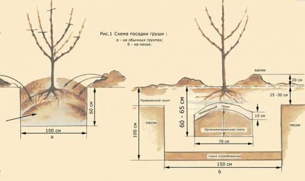  Schéma de planter des poires dans le sol