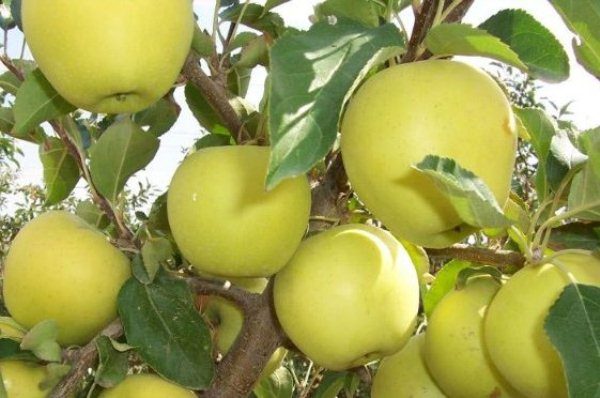  Fruits Pommes Dorées