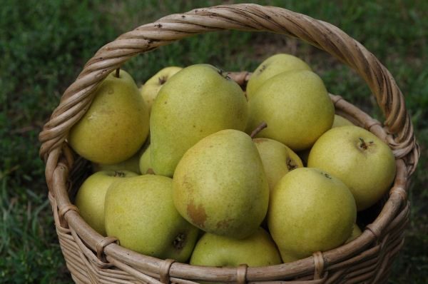  Fruit de poire Chizhovskaya