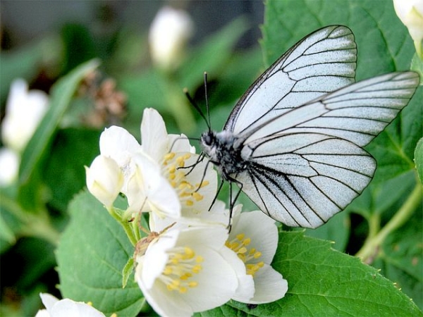  Papillon aubépine