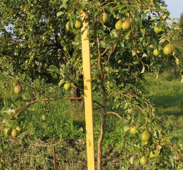  La variété de poire Augustus rosée atteint une hauteur de trois mètres et tolère les hivers
