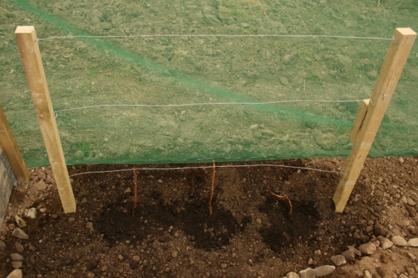  Choisissez un endroit ensoleillé avec un sol fertile pour planter des framboises.