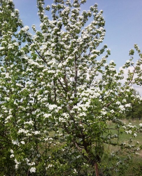  Une variété de poire florissante de la beauté Talgar
