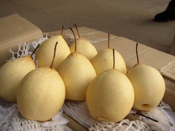  Poire chinoise