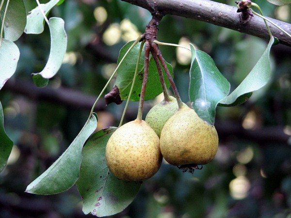  Les fruits de poire sauvage ont d'excellentes propriétés curatives.