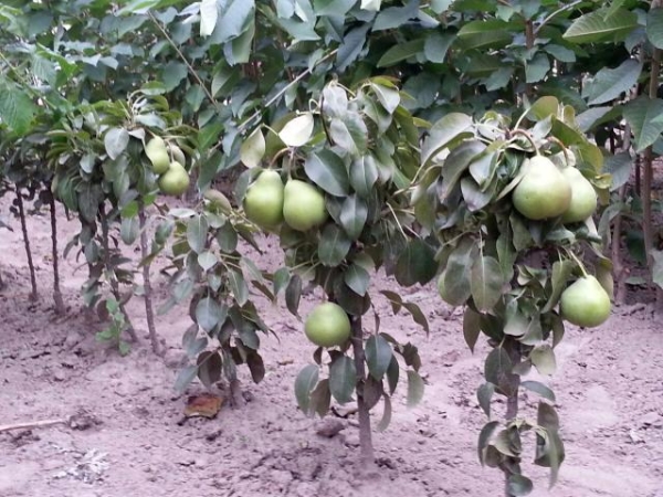  Certaines variétés de poires commencent à porter leurs fruits après la plantation à la dixième année et même plus tard.