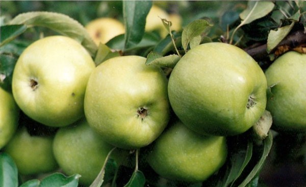  Pommes de la variété Semerenko