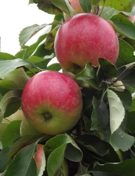  La qualité des fruits de Welsey dépend des conditions météorologiques et de la région de croissance.