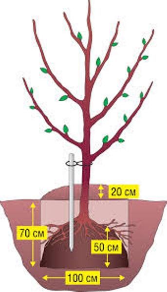  Scheme plantation de jeunes arbres Welsey