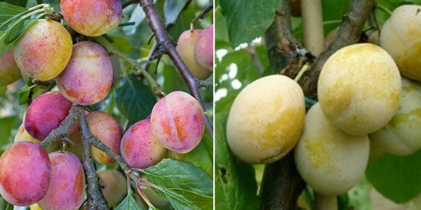  Variétés variétés prunes Yahontovaya