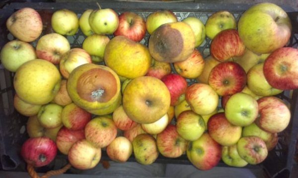  La pourriture des fruits se propage même pendant le stockage des pommes