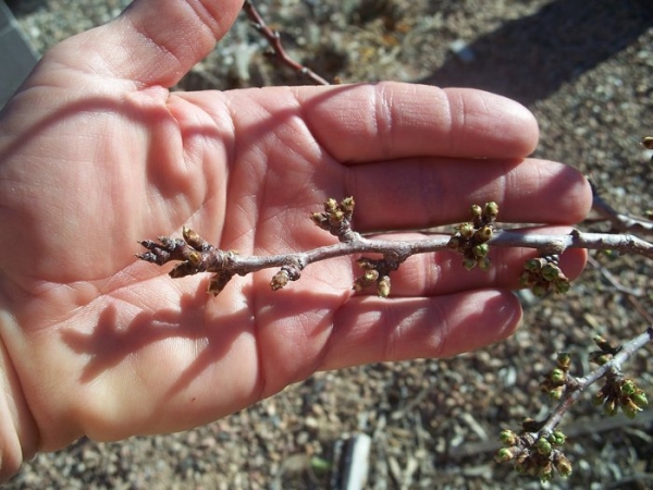  Variété de prunier Les épines se reproduisent bien en divisant les rhizomes, les graines et les boutures de racines