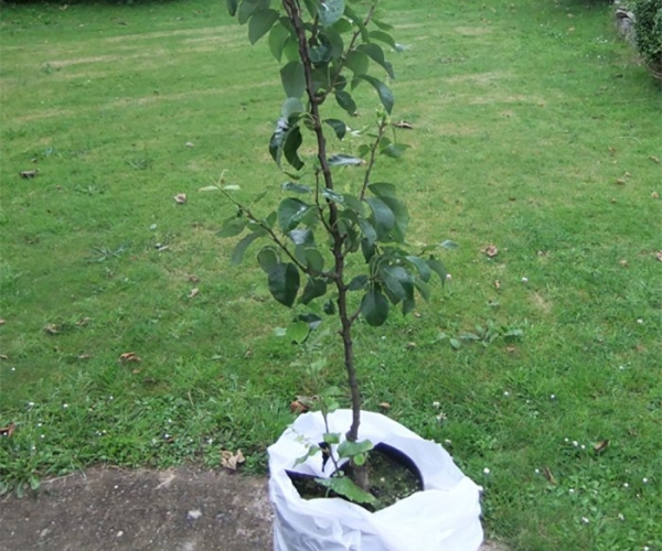  La poire Klappa Favorite peut être plantée en automne et au printemps, du côté ensoleillé de la parcelle.