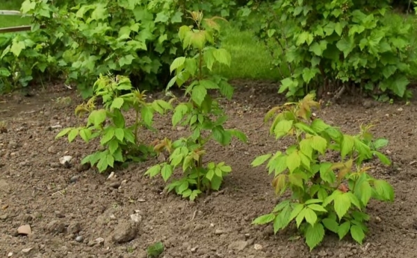  Il est possible de planter des framboises par colmatage, tranchée, méthode du buisson.