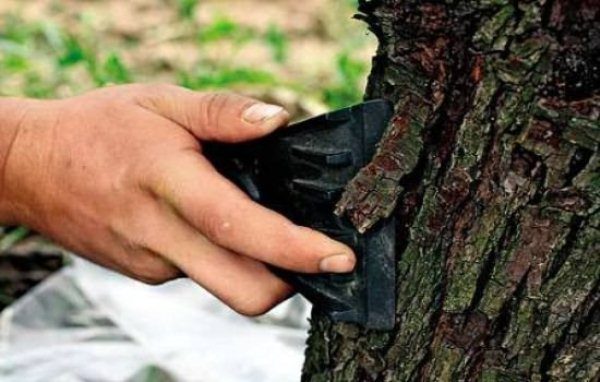  Une des mesures préventives dans la lutte contre la teigne est le nettoyage du tronc de la vieille écorce