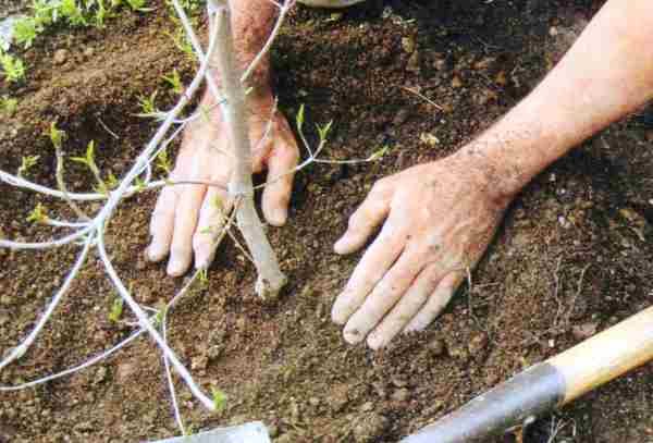  5. Après la plantation, la fosse est remplie de sol préparé.