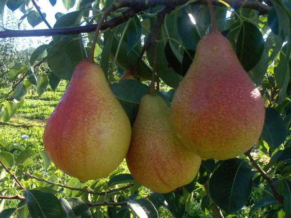 Fruit de poire