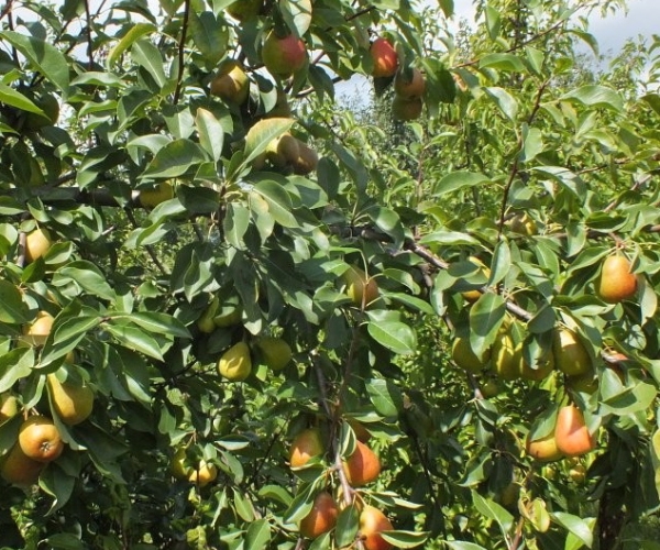  La particularité des variétés de poires du Nord est la résistance à l’hiver et la nécessité de pollinisation