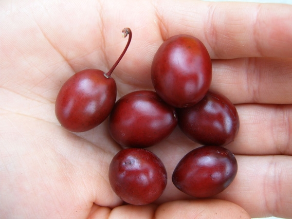  Inconvénients de la prune Pissardi peut être appelé le faible goût du fruit et la faible résistance au gel