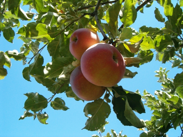  Les pommes de tri Aport sont collectées pour être entreposées en octobre