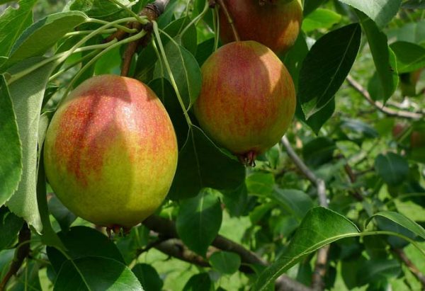  Fruits de la variété de poire Krasuli