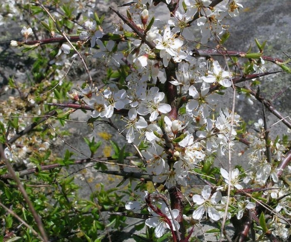  Avant l'épanouissement des feuilles, les épines fleurissent abondamment en avril et en mai. Les fleurs de la plante sont petites, blanches