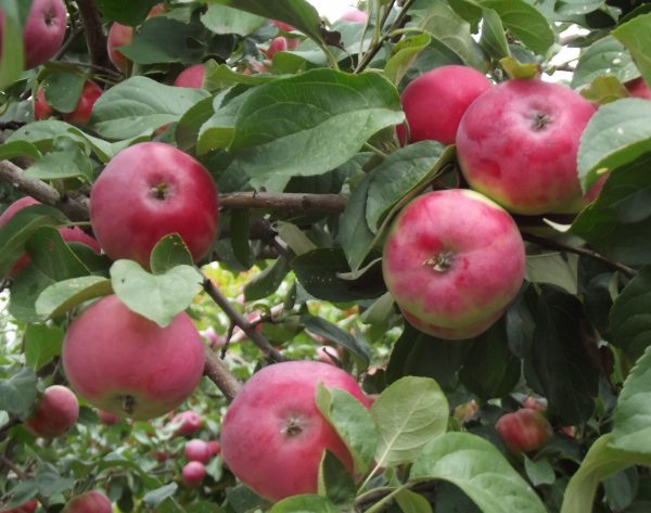  Les variétés de pommes Borovinka sont sans prétention