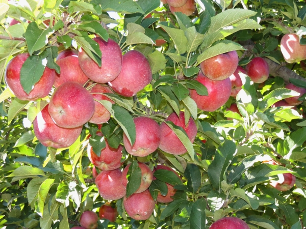  Les pommes de la variété Jonathan sont récoltées au cours de la deuxième décennie de septembre.