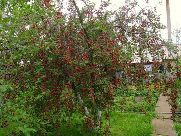  Lyubskaya Cherry, prêt à récolter des fruits mûrs