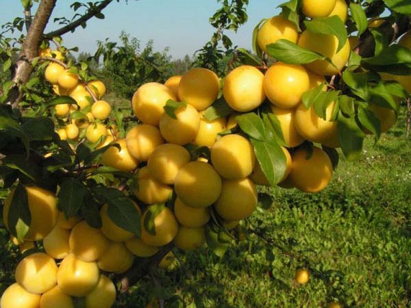  Prune variété Ussuriyskaya résistant à l'hiver, les fruits ne sont pas soumis à la conservation, à haut rendement