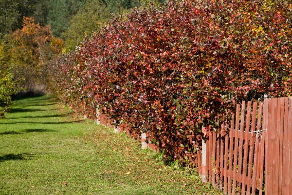  Pour la culture de l'aronia, vous devez choisir des zones bien éclairées avec suffisamment d'humidité dans le sol.