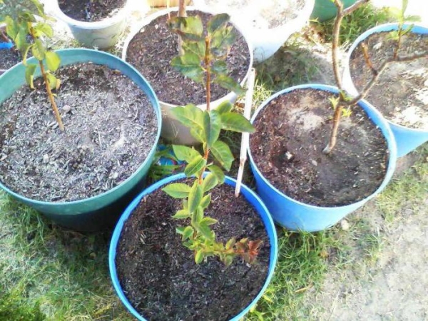  Un jeune arbre peut être transplanté en pleine terre un an après le semis