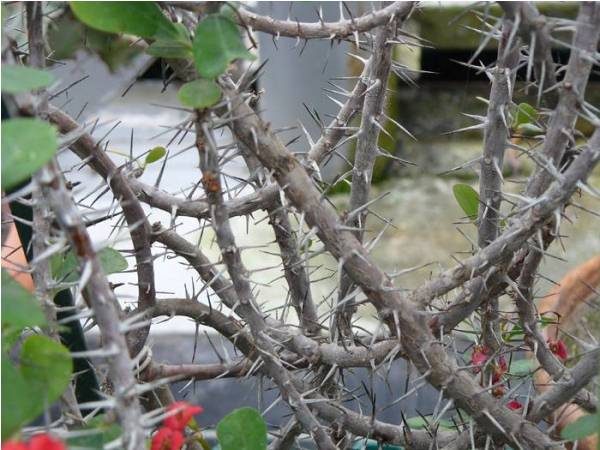  Branches épineuses de prune sauvage