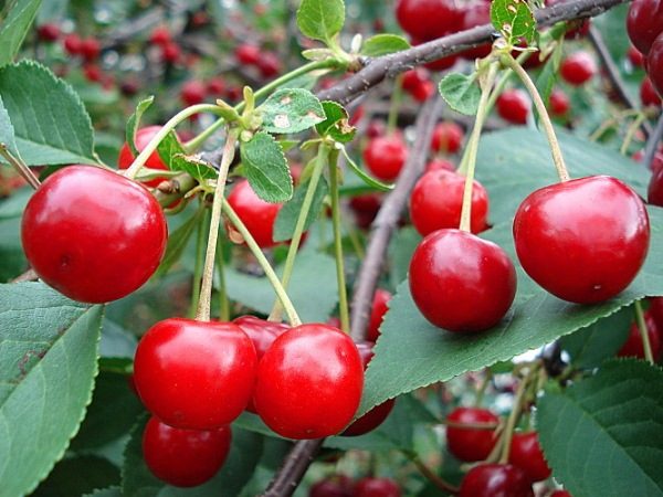  Un type d’arbuste de l’Oural Ruby Cherry est capable de produire jusqu’à 7 kg de baies