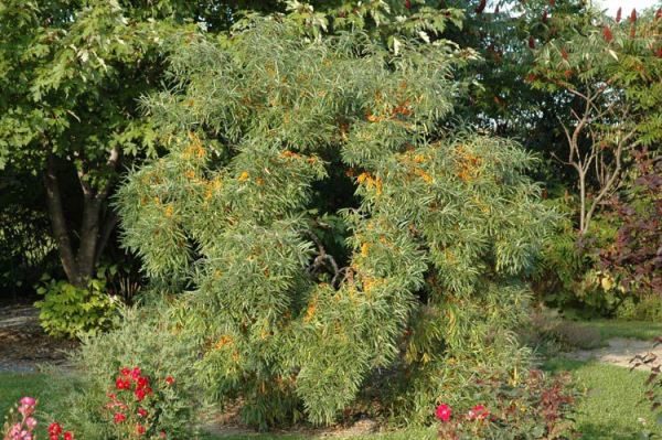  L'argousier est une plante agressive qui se multiplie très rapidement