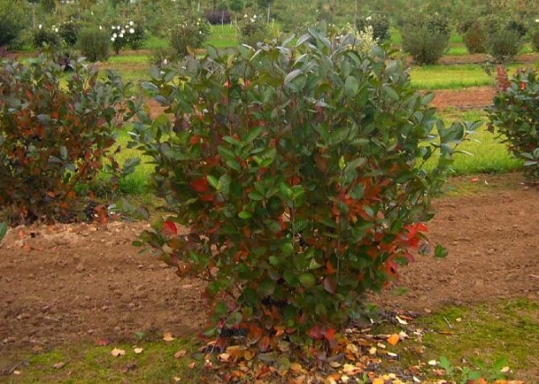  L'aronia est résistant aux parasites, vaporisé avec une bouillie à 1% de Bordeaux pour le prévenir.