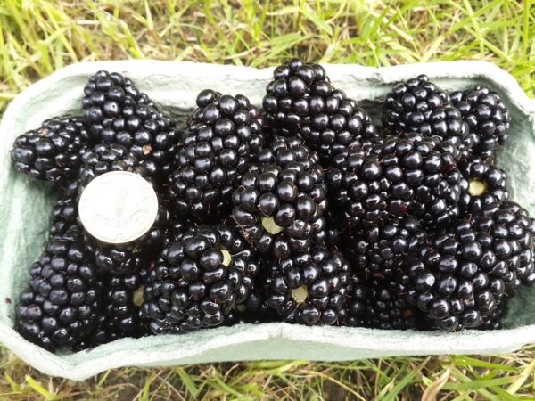 Tailles de Blackberry Berries Triple Crown