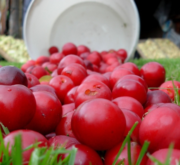  La variété de prune rouge de l'Oural est capable de résister à des gelées sévères, parfaitement adaptées au climat de l'Oural.
