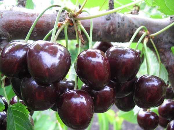  Fruits mûrs de cerises douces sorte Valery Chkalov