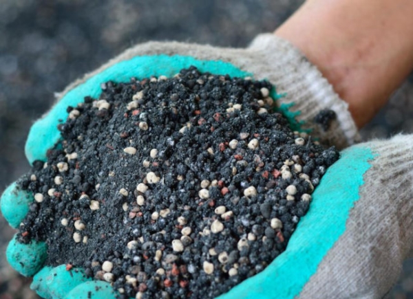  Avant de planter des cerises, vous devez creuser plusieurs fois la zone, appliquer de l'engrais superphosphate, du compost ou du fumier.