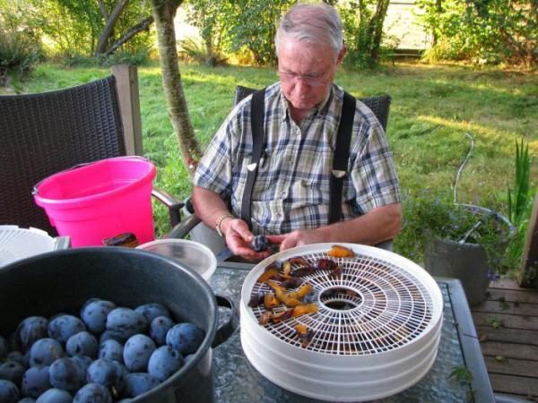  Sécher les prunes dans le séchoir électrique