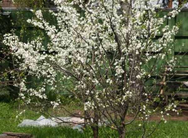  Ural rubis cerise pendant la floraison